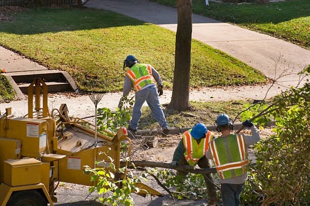 Best Leaf Removal  in Pea Ridge, WV